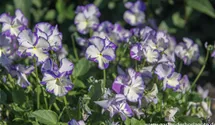 Viola cornuta 'Rebecca'