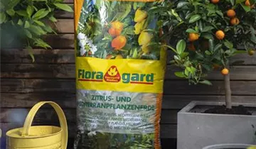 Spezialerde für Zitruspflanzen und mediterrane Kulturen wie Olivenbäume oder Oleander
