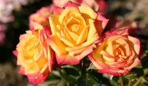 Rosa 'Little Sunset'®