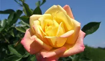 Rosa 'Little Sunset'®