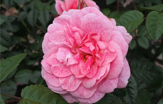 Kletterrose 'Camelot'®